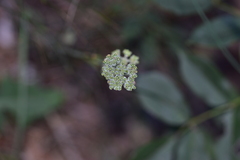 Cyathoselinum tomentosum
