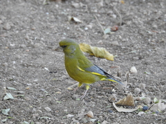 Chloris chloris voousi