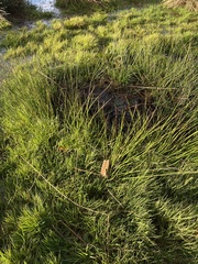 Trichophorum cespitosum