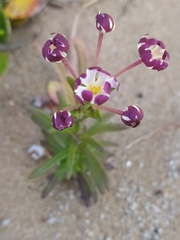 Zaluzianskya maritima