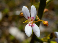 Stylidium crassifolium