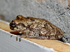 Hyla chrysoscelis