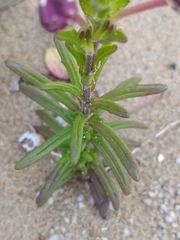 Zaluzianskya maritima