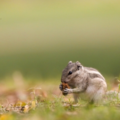 Funambulus pennantii