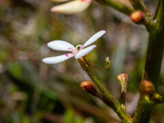 Stylidium crassifolium