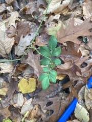 Rosa multiflora