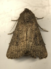Condica sutor