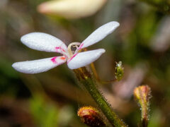 Stylidium crassifolium