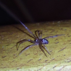 Steatoda grossa