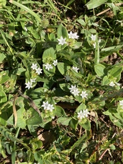 Richardia brasiliensis