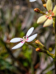 Stylidium crassifolium