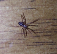 Steatoda grossa