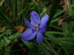 Aristea ensifolia