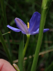 Aristea ensifolia