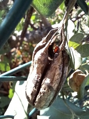Aristolochia baetica