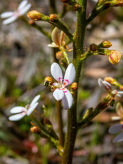 Stylidium crassifolium