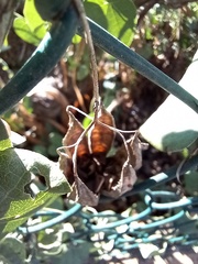 Aristolochia baetica