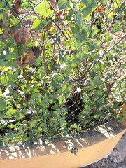 Aristolochia baetica