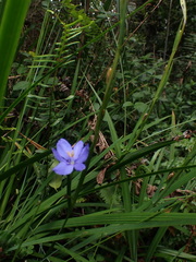 Aristea ensifolia