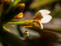 Stylidium crassifolium