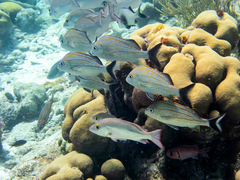 Azurina multilineata