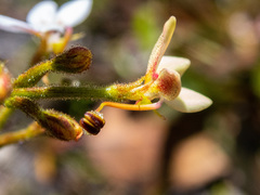 Stylidium crassifolium