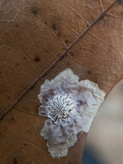 Tischeria quercitella