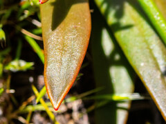 Stylidium crassifolium
