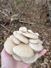 Pleurotus ostreatus
