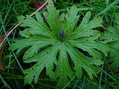 Geranium pratense