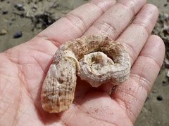 Thylacodes adamsii