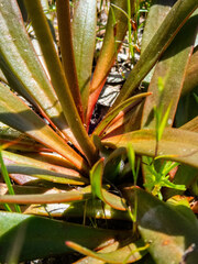 Stylidium crassifolium