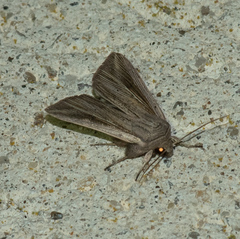 Mythimna riparia