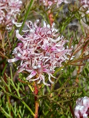 Serruria rubricaulis