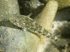 Chaenogobius annularis