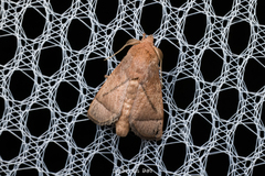 Praesetora divergens