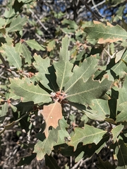 Quercus welshii