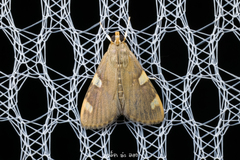 Rehimena