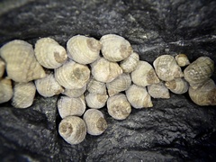 Echinolittorina radiata