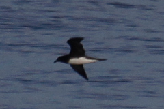 Pseudobulweria rostrata