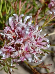 Serruria rubricaulis