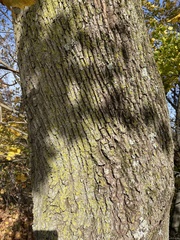 Acer platanoides
