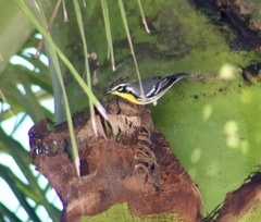 Setophaga dominica