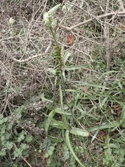 Albuca bracteata