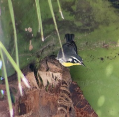 Setophaga dominica