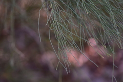 Ephedra major