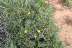 Osteospermum sinuatum