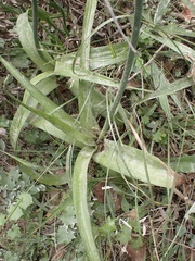 Albuca bracteata