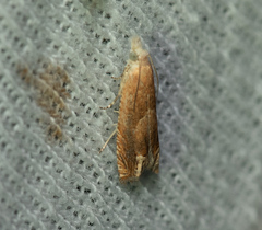 Eucosma conterminana