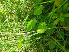 Hydrocotyle